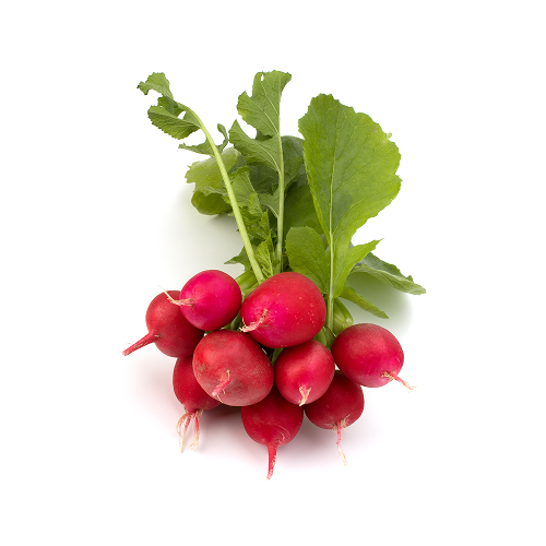 Rzodkiewka pęczek